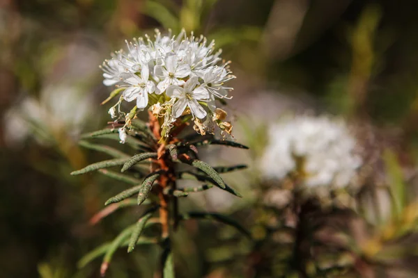 Rhododendron tomentosum in Varnikai — Stock fotografie