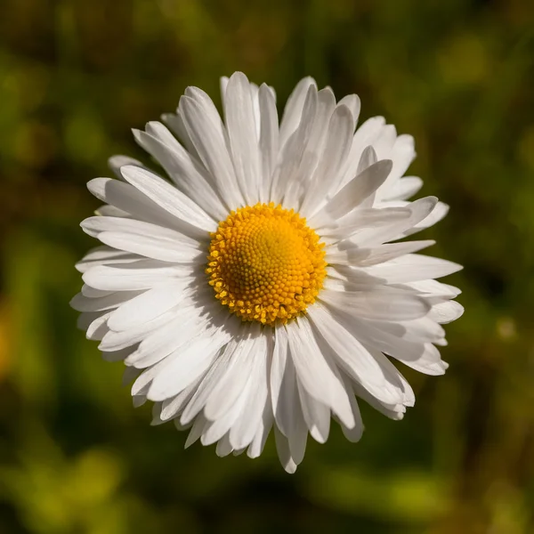 Английский даб (Bellis perhabs) ) — стоковое фото