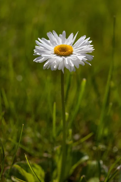 Angol Daisy (Bellis perennis) — Stock Fotó