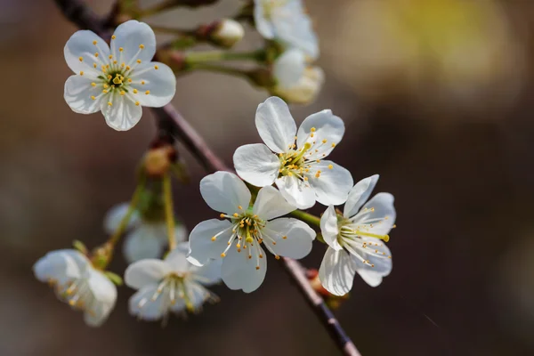 Flores de cerezo —  Fotos de Stock