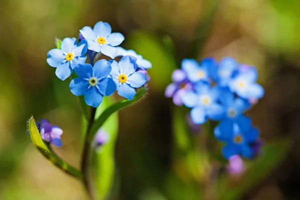 Campo Dimenticami-Non (Myosotis arvensis ) — Foto Stock