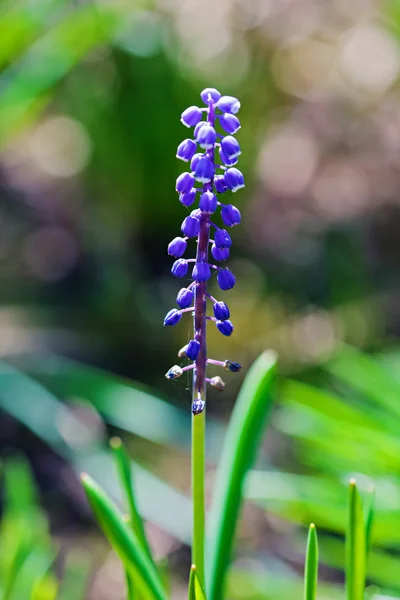 Druif hyacinth (muscari) — Stockfoto