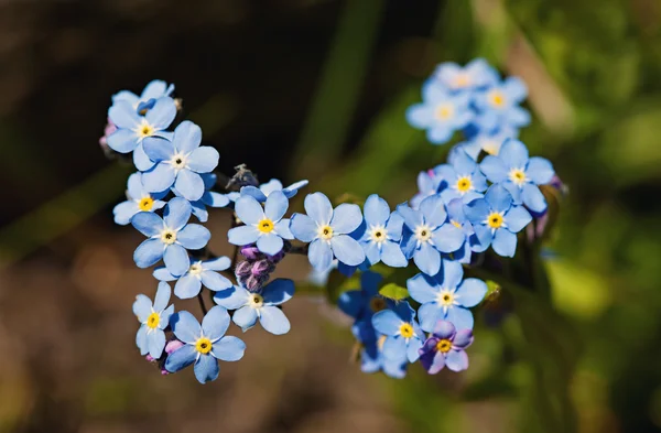 Pole pomněnka (Myosotis arvensis) — Stock fotografie