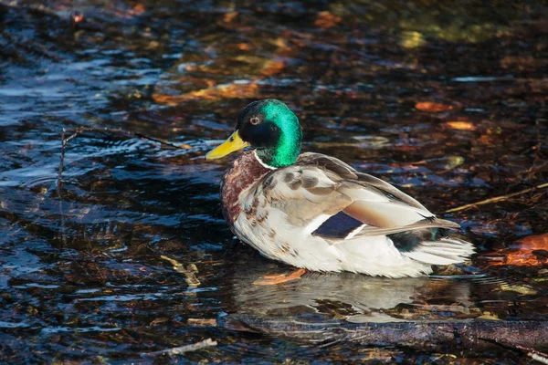 Male Mallard или Wild Duck — стоковое фото