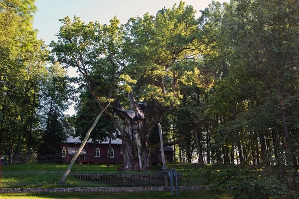 Стельмузе-дуб в Литве — стоковое фото