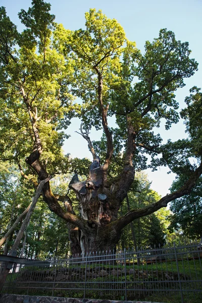 Stelmuze Oak in Lithuania — Stock Photo, Image