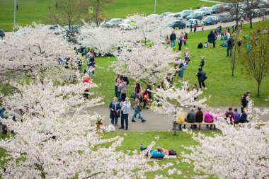 Chiune Sugihara Sakura Park Vilnius