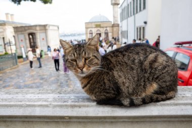 Şehir hayatının ikonik bir parçası olan tekir sokak kedisi, arka planda turistlerin, İstanbul ve Türkiye 'nin yer aldığı tarihi bir meydana bakan taş bir duvara dayanıyor.