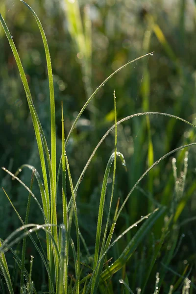 Hierba verde con los rocíos de la mañana —  Fotos de Stock