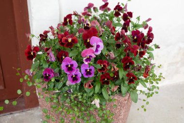 Estonya 'nın Saaremaa Adası, Kuressaare' deki tarihi bir binanın dışındaki bir taş fabrikasında çiçek açan güzel kırmızı ve mor nonoş çiçekleri.