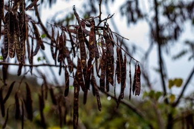 Kara Çekirge ağacının uzun, karanlık tohumları bir dala asılı, Vezüv Dağı yamaçlarının sisli zeminine yağmur suyu damlatıyor.
