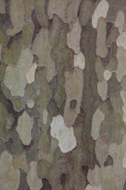 Amerikan çınarı (Platanus occidentalis) kabuk