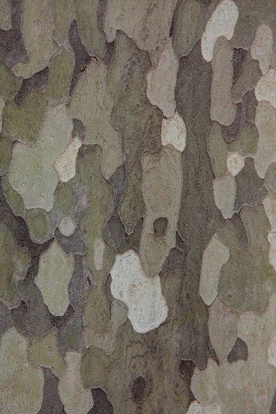 미국 모어 (버 즘 occidentalis) 나무 껍질 — 스톡 사진