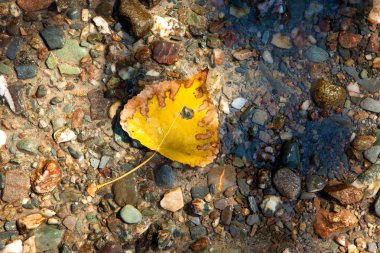 Sarı yaprak üzerinde ıslak yalan çakıl dolu zemin