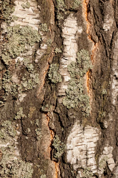 자작나무 나무 껍질 질감 — 스톡 사진