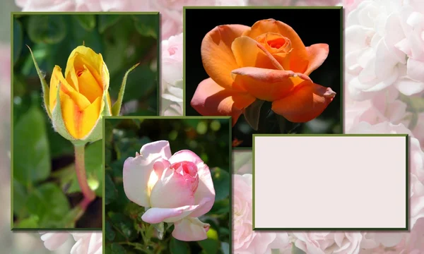 Roses assortment collage — Stock Photo, Image