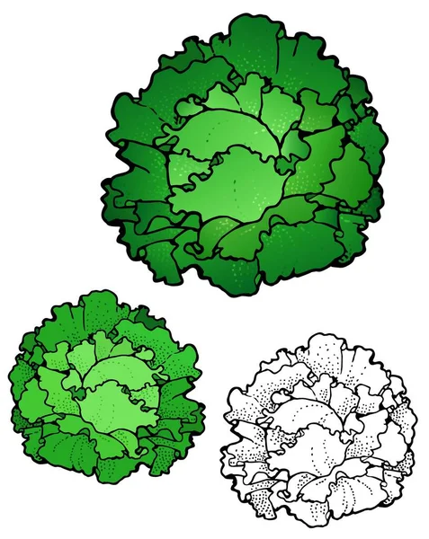 Head Lettuce Variations — Stock Vector