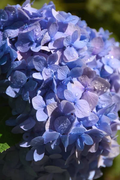 Cluster Hydrangea Flowers Water Droplets — Stockfoto