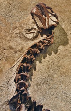 Dinosaur fossil partially revealed. Dinosaur national monument clipart