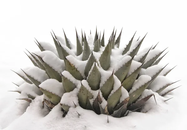 Agave nella neve — Foto Stock