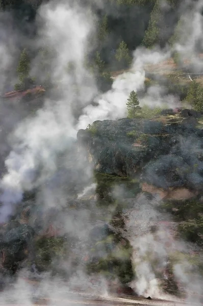 Forêt à vapeur — Photo