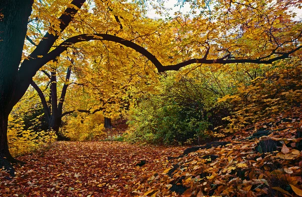 Ősz a parkban — Stock Fotó