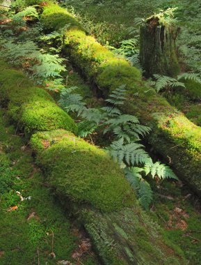 eski düşmüş gövdeleri 