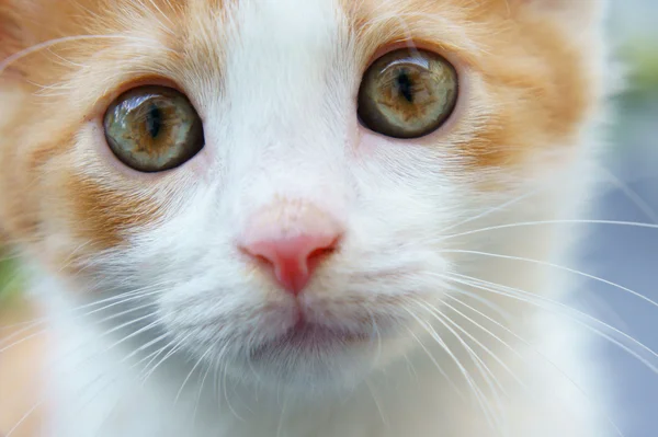 Gattino sguardo fisso — Foto Stock