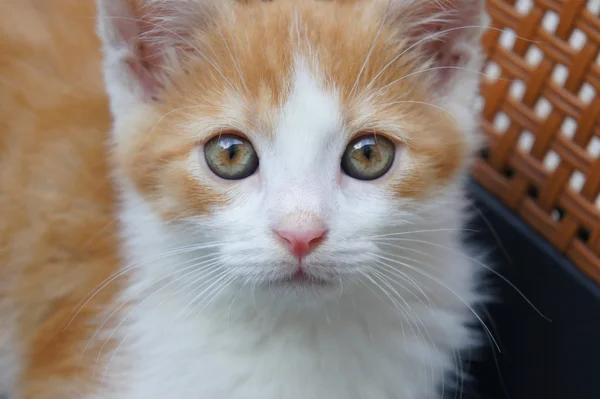 Retrato de gatinho — Fotografia de Stock