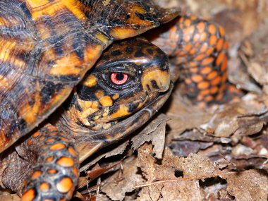 Kutu Turtle Southern Illinois
