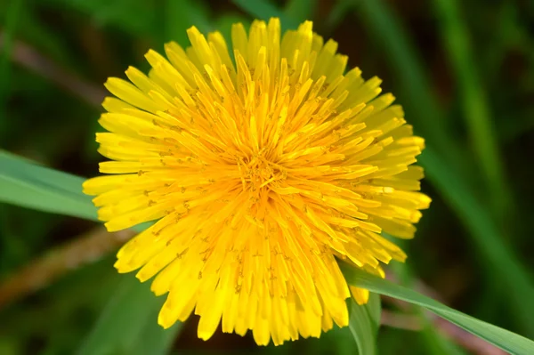 タンポポの花のイリノイ — ストック写真