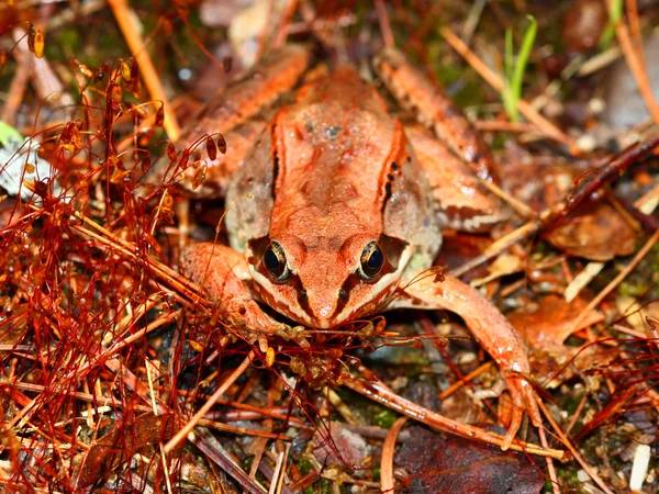 Wood Frog Northwoods Wisconsin — Stock Photo, Image