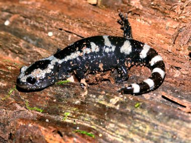 Mermer Salamander Illinois yaban hayatı