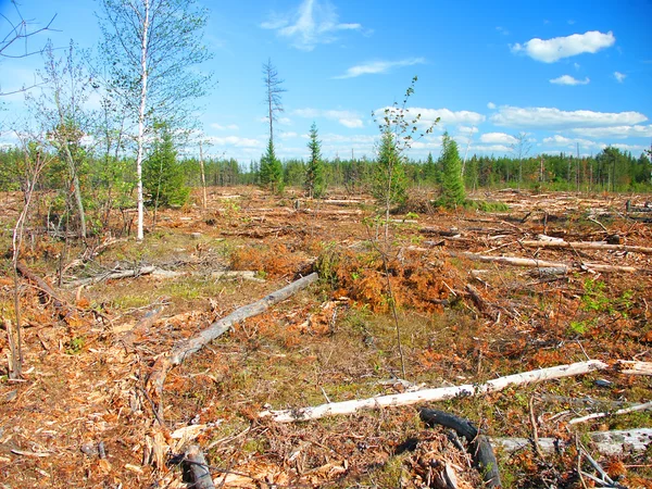 Borovice Banksova protokolování Michigan — Stock fotografie