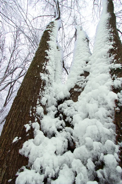 Winter Forest landschap Illinois — Stockfoto