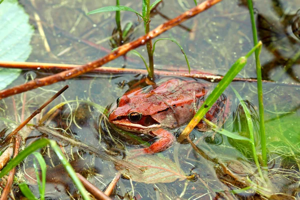 Sapo de madeira Northwoods Wisconsin — Fotografia de Stock