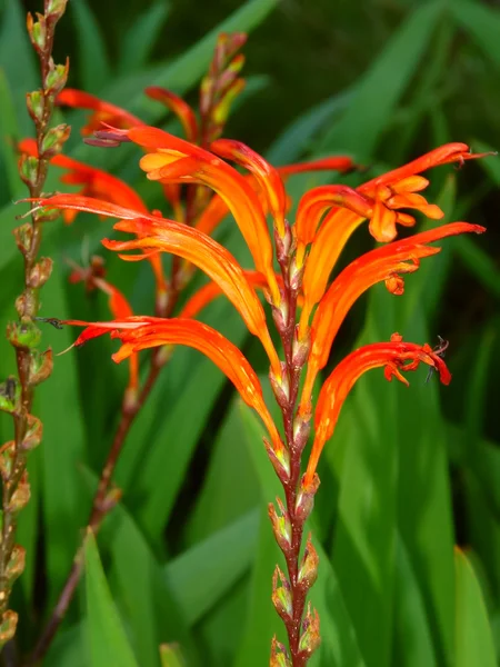 Blooming Orange Flowers Australia – stockfoto