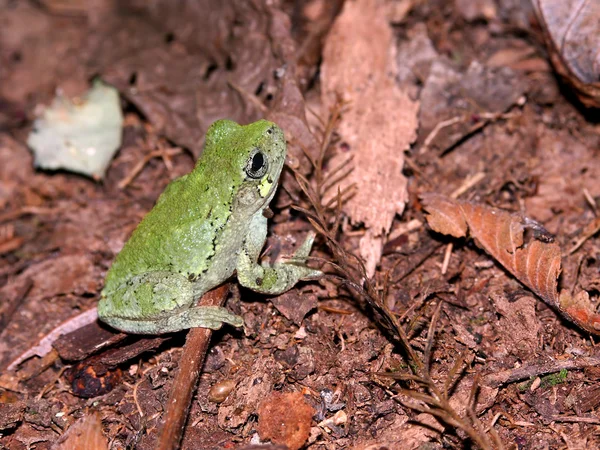 鳥声アオガエルのなかま (アマガエル avivoca) ロイヤリティフリーのストック写真