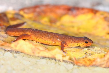 Doğu Newt Illinois yaban hayatı
