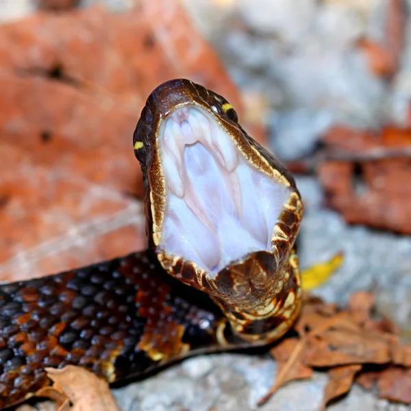 Cottonmouth Serpente Illinois — Foto Stock