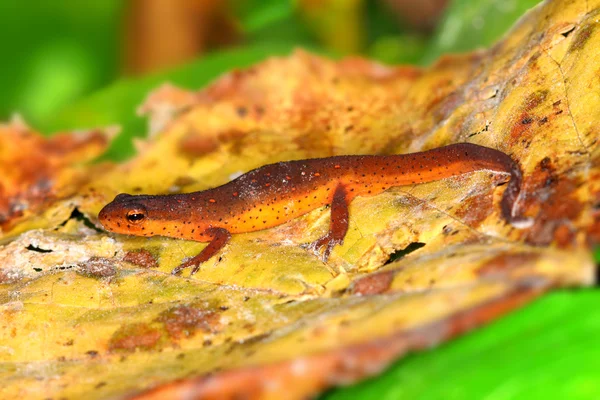 Eastern Newt Illinois Wildlife — Stock Photo, Image