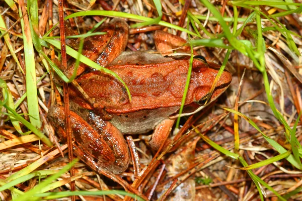 Sapo de madeira (Rana sylvatica ) — Fotografia de Stock