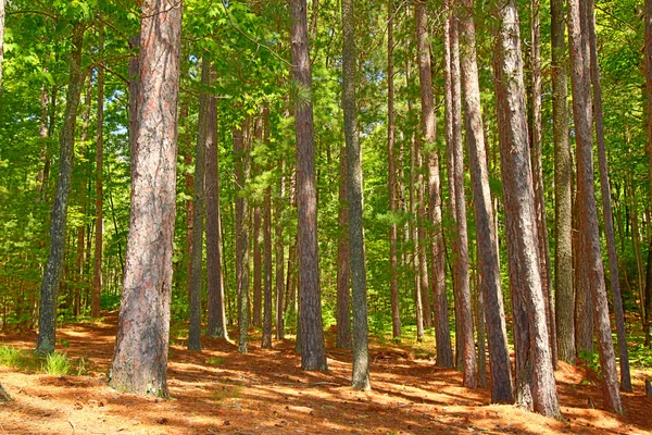 Northwoods Wisconsin Forest — Stock Photo, Image