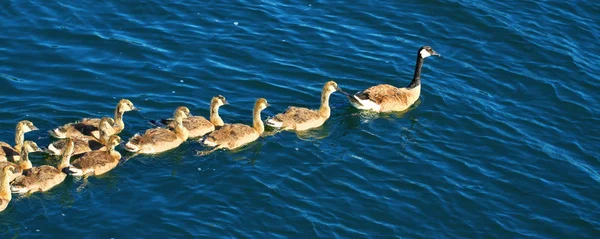 Canada Geese Minocqua Wisconsin — Stock Photo, Image