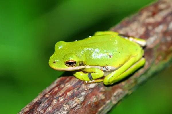 Зелений Treefrog Іллінойс дикої природи — стокове фото