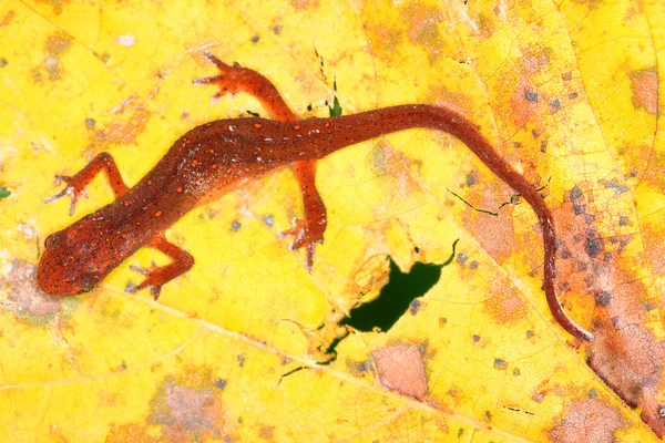 Oriental Newt Illinois Vida selvagem — Fotografia de Stock