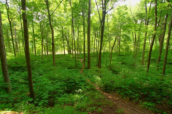 Turecko Run státní Park Indiana — Stock fotografie