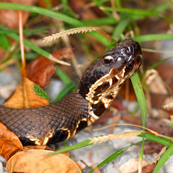 Venomous Cottonmouth Snake