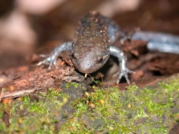 Köstebek Salamander Illinois yaban hayatı — Stok fotoğraf