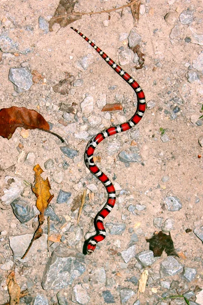 赤ミルクヘビ イリノイ州の野生生物 — ストック写真